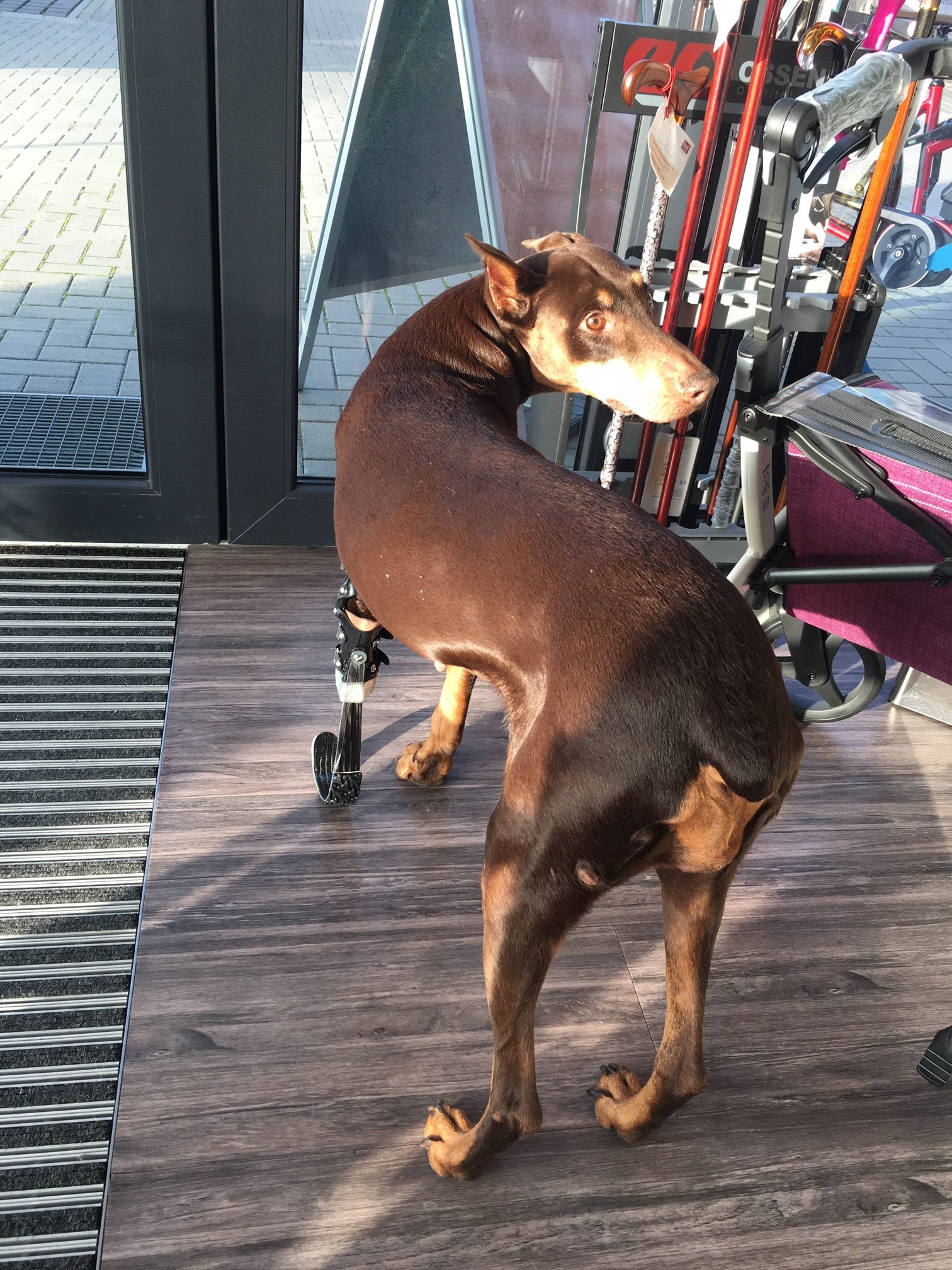 Dobermannhündin Sina kann wieder laufen!