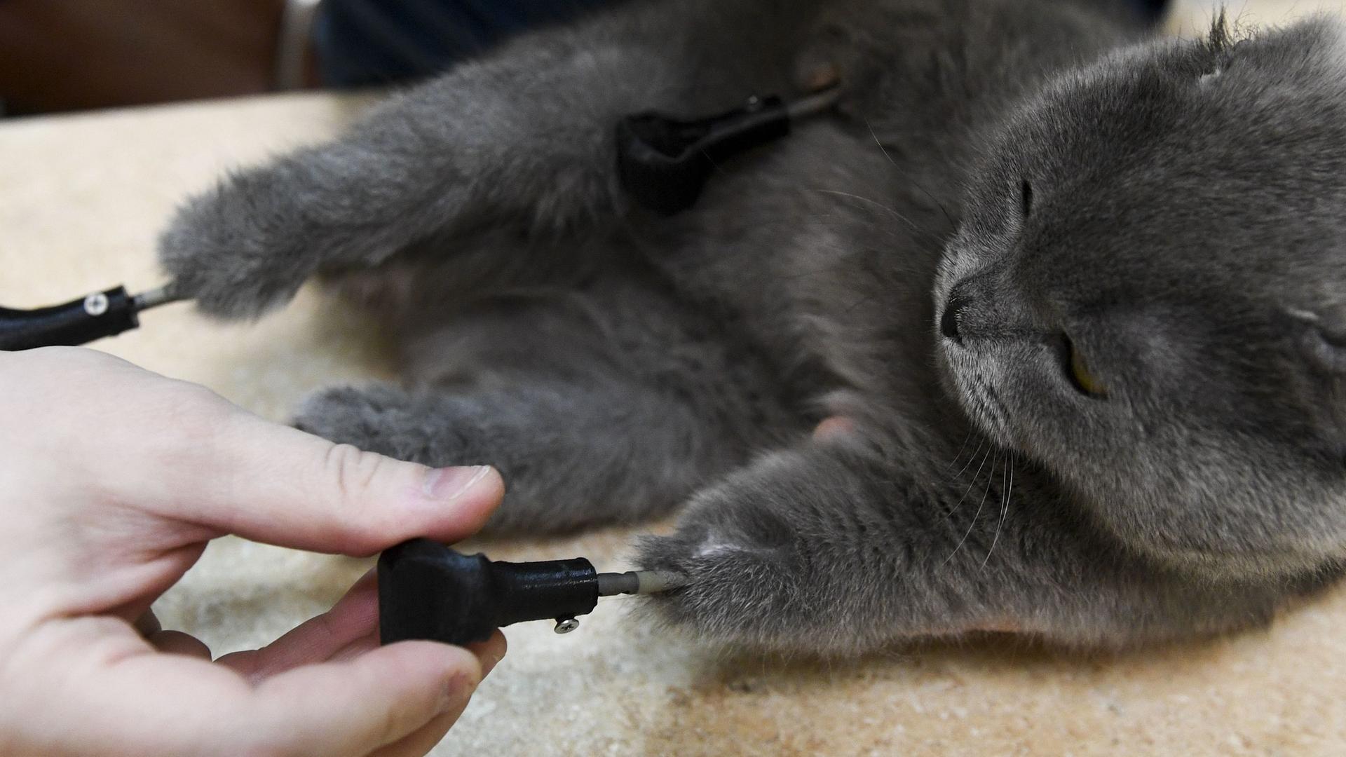 Katze Dymka bekommt Prothesen aus dem 3D-Drucker
